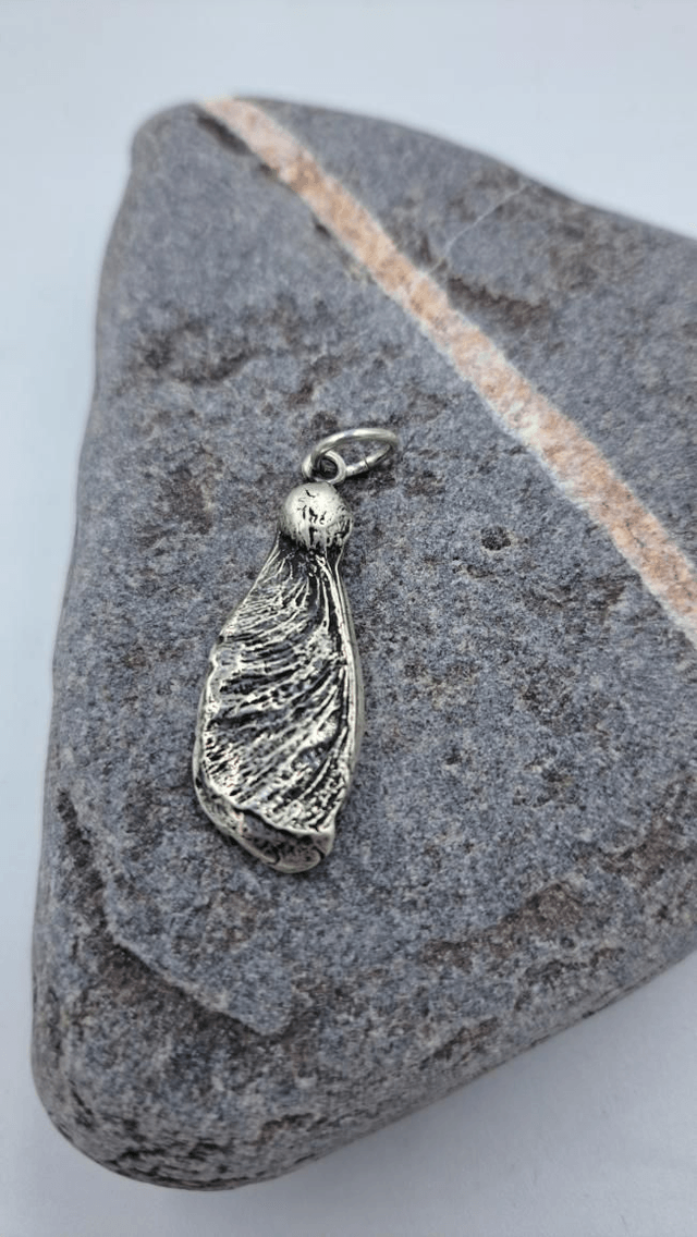 Silver Sycamore Seed