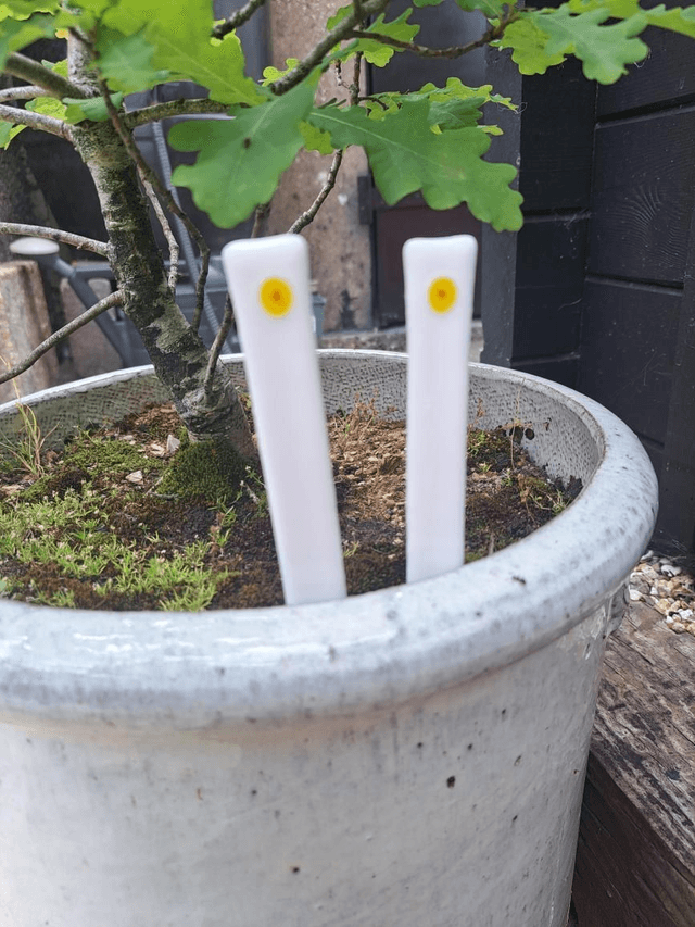 Plant stakes