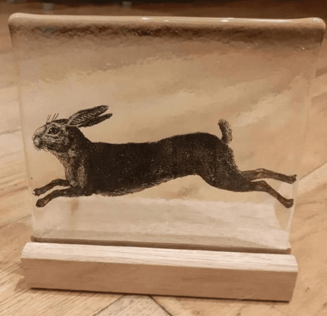 Running hare in Oak stand