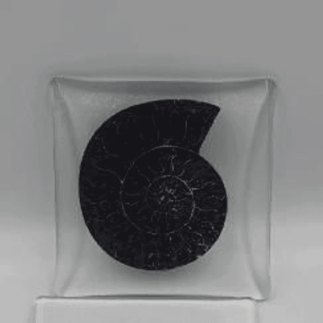 Ammonite coaster 